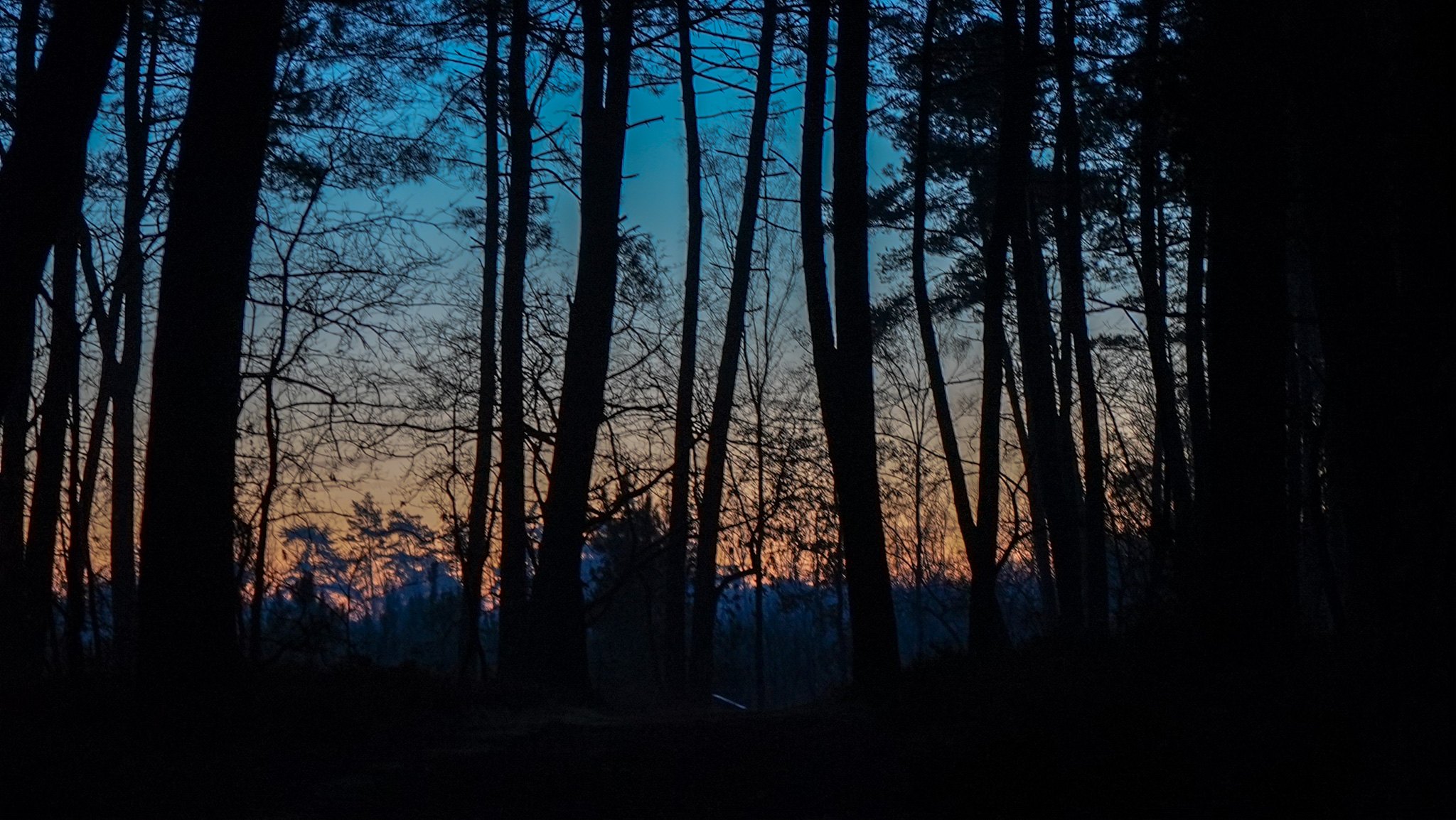 Forêt — photographie ER.Visuals